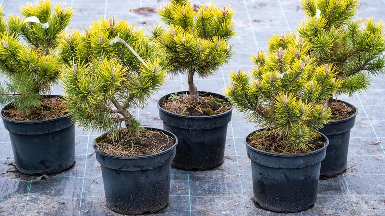 Don’t Leave Flower Beds Empty This Winter – Use Them To Heel In Shrub & Tree Seedlings For Spring