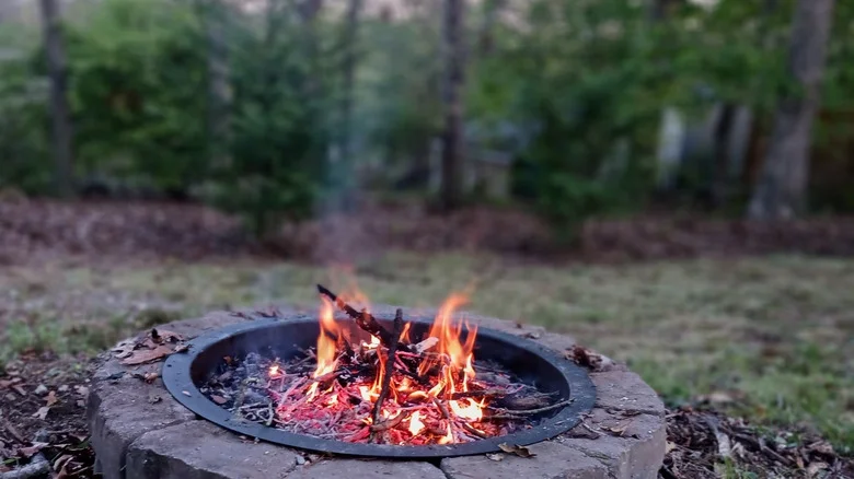 Don’t Let Its Beauty Fool You: The Flammable Tree You Might Not Want In Your Garden
