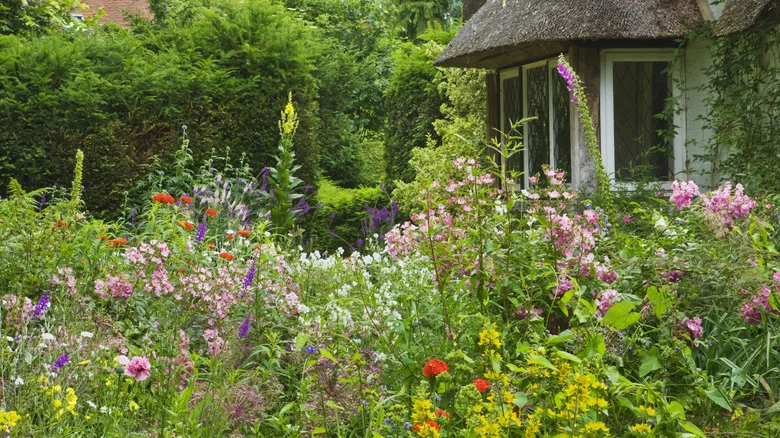 Don’t Let Its Sweet Smell Fool You: The Pretty Herb You Don’t Want Near Your Home