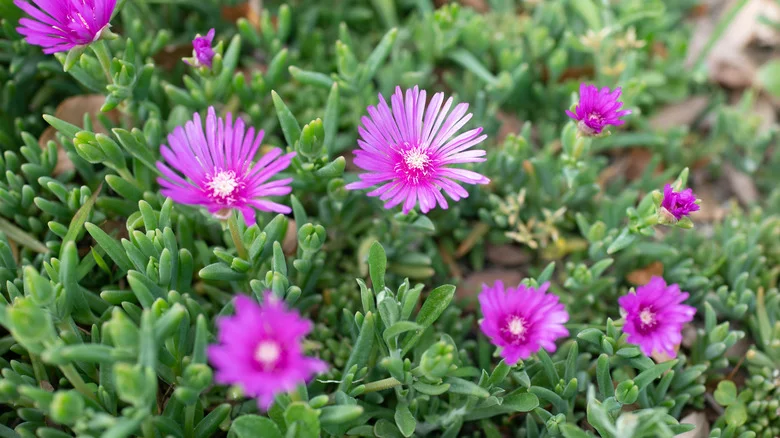 Don’t Let Salty Ice Plants Ruin Your Soil, Plant This Instead