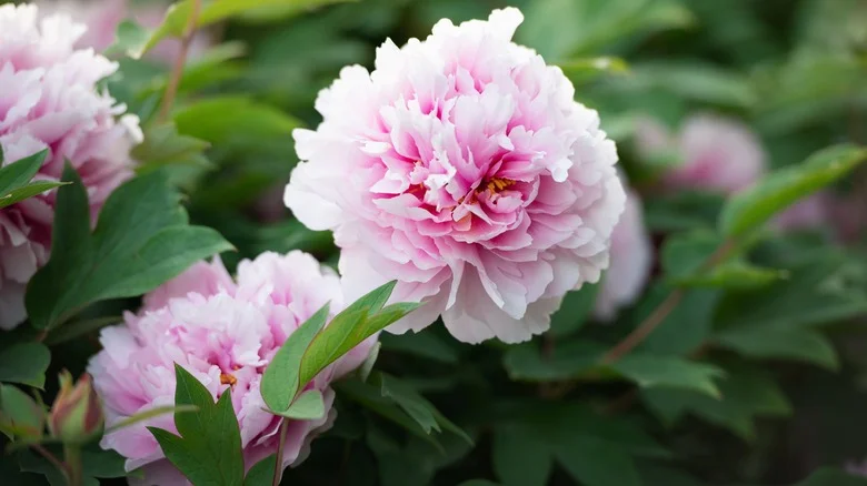 Don’t Let Warm Weather Stop You From Growing Peonies. Here’s How