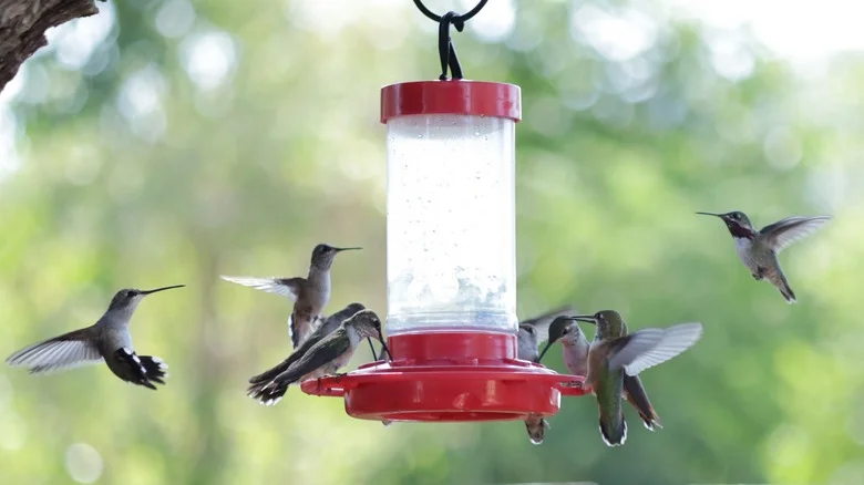 Don’t Make The Mistake Of Putting Your Hummingbird Feeder In The Wrong Spot