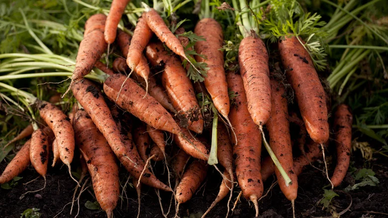 Don’t Make These Mistakes When Trying To Grow Tasty Carrots In The Winter