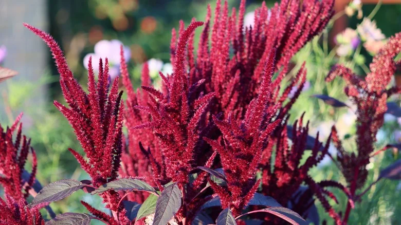 Don’t Make This Big Mistake When Growing Amaranth In Your Garden