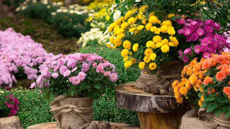 Don’t Make This Common Mistake If You Want Your Mums To Last During Fall