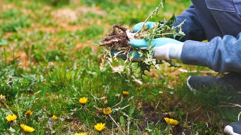 Don’t Mistake These Deceiving Invasive Weeds For Flowers