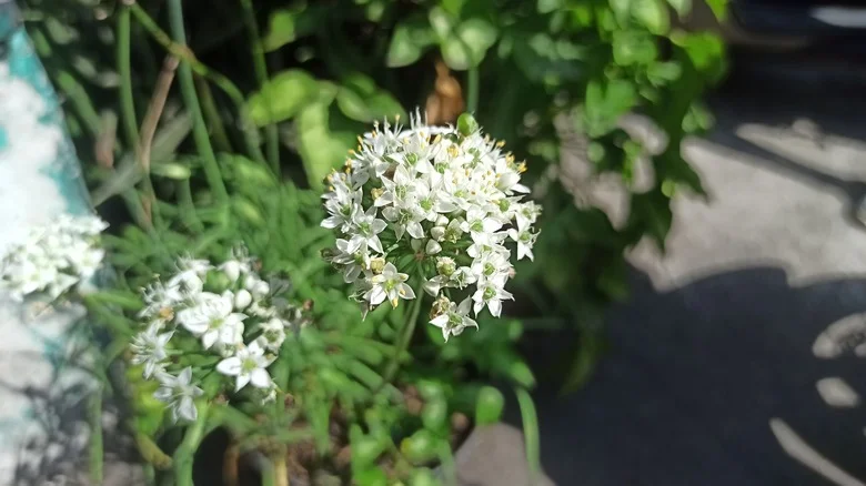 Don’t Mistake This Invasive Grass-Like Flower As Wild Onion In Your Lawn Or Garden
