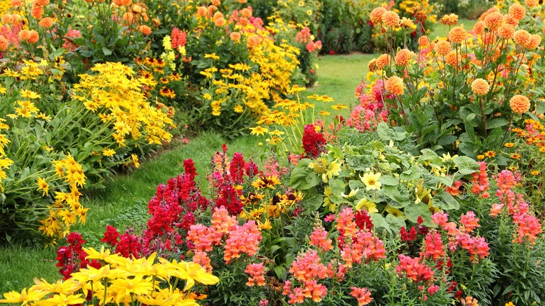 Don’t Mistake This Toxic Weed For A Harmless Yellow Flower In Your Garden