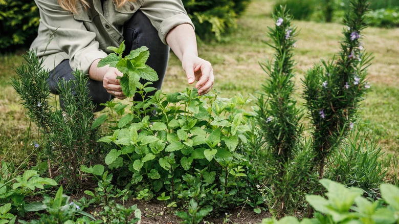 Don’t Panic – Here’s What To Do If Your Herb Garden Starts Flowering