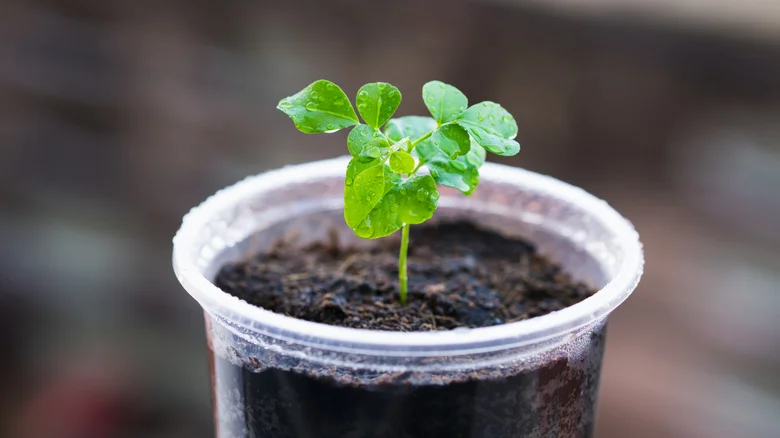 Don’t Pay An Outrageous Amount For Clear Nursery Pots – DIY Your Own With Dollar Tree Cups