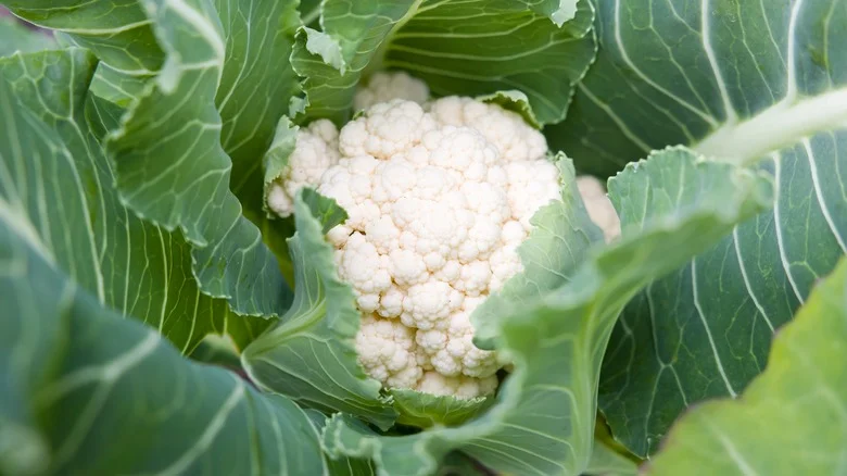 Don’t Plant This Common Garden Vegetable Next To Cauliflower. Here’s Why