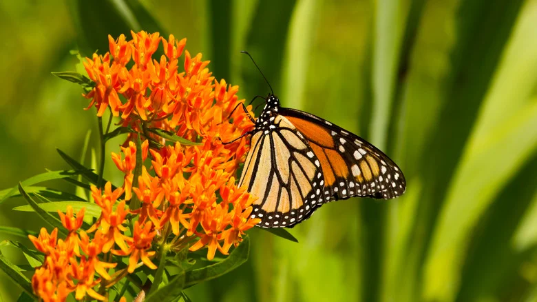 Don’t Plant This Flower Next To Butterfly Weed In Your Pollinator Garden