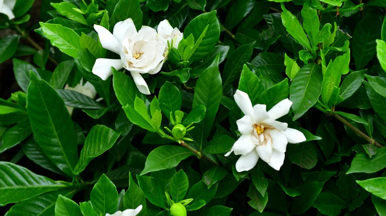 Don’t Skip This Essential Fall Task For Healthy Gardenias Come Springtime