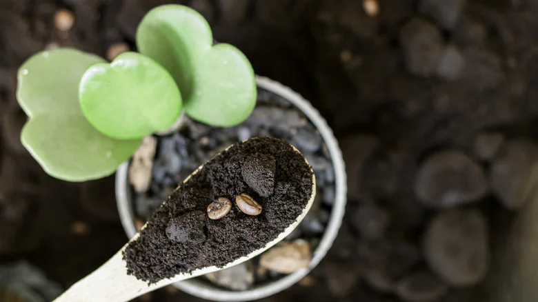 Don’t Skip This Important Step When Using Coffee Grounds To Fertilize Your Plants