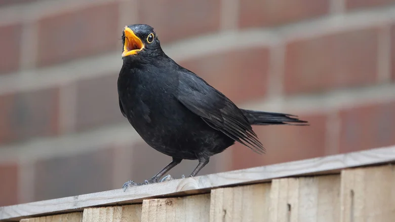 Don’t Throw Out Aluminum Cans, Use Them To Deter Birds From Your Garden