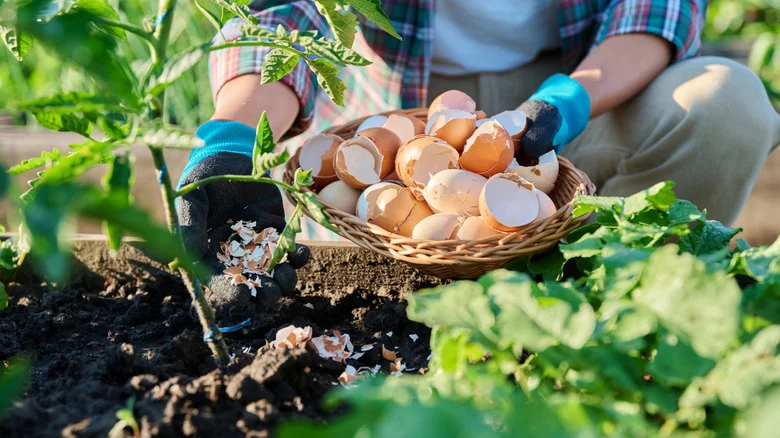 Don’t Throw Out Egg Shells: How This Classic DIY Can Transform Your Garden