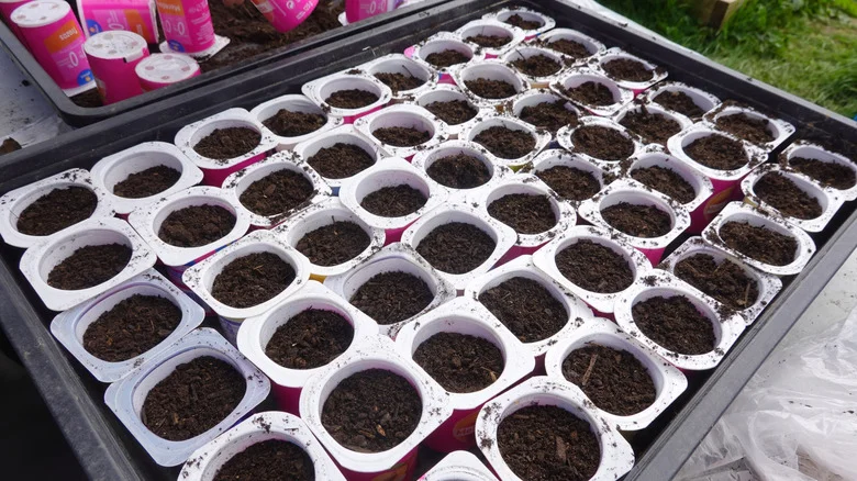Don’t Throw Out Empty Yogurt Containers Without Trying A Fun Gardening Hack First