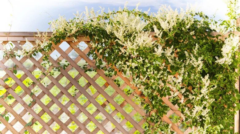 Don’t Throw Out Extra Lattice, Repurpose It In 13 Ways Around The House