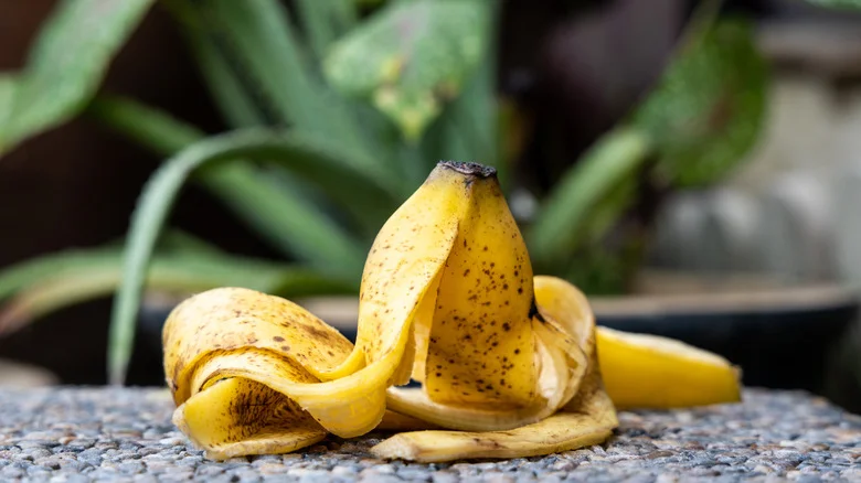 Don’t Throw Out That Banana Peel – Put It In Your Freezer For Your Future Garden. Here’s Why