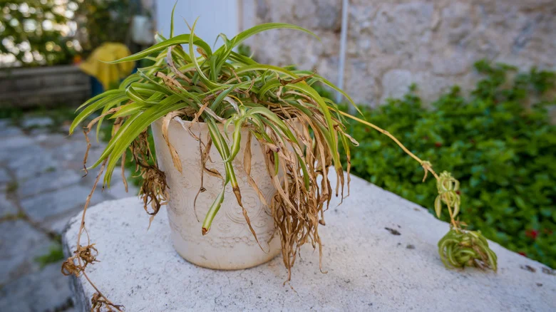 Don’t Toss Dead Spider Plant Leaves — Turn Them Into An Eco-Friendly DIY Project Solution