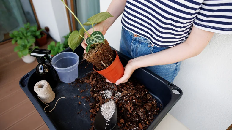 Don’t Toss Plastic Nursery Pots, Upcycle Them Into High-End Planters