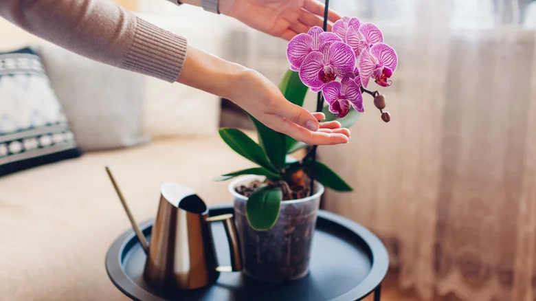 Don’t Toss Your Dormant Orchid, Watch It Take Off Outdoors Instead