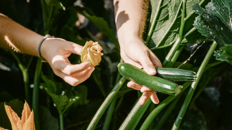 Downsides To Growing Zucchini Plants That Gardeners Should Be Aware Of