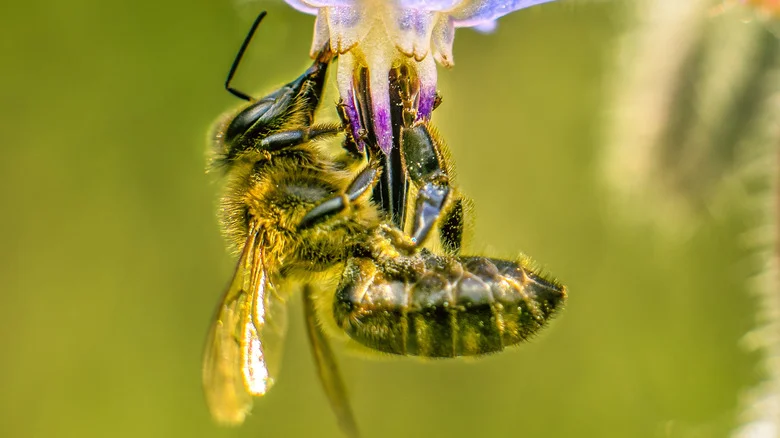 Draw Pollinators To Your Yard With This Easy-To-Grow Annual Herb