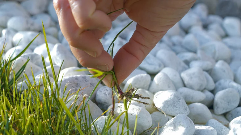 Easier Than A Screwdriver: The Better Tool For Removing Weeds From Gravel Driveways