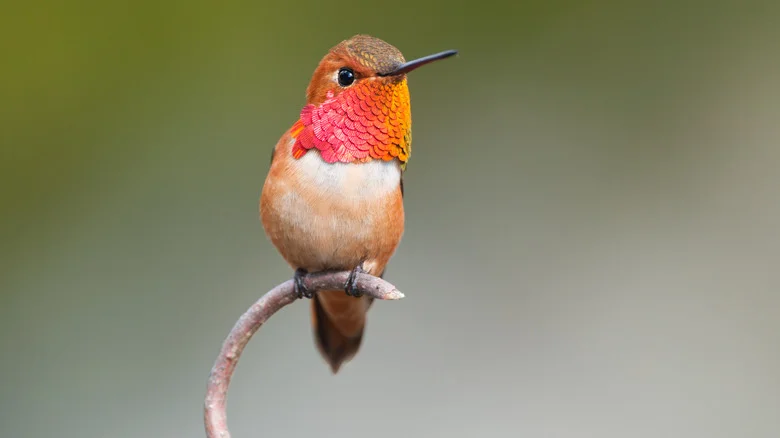 Easily Attract Hummingbirds To A Garden With An Herb That Smells As Sweet As It Sounds