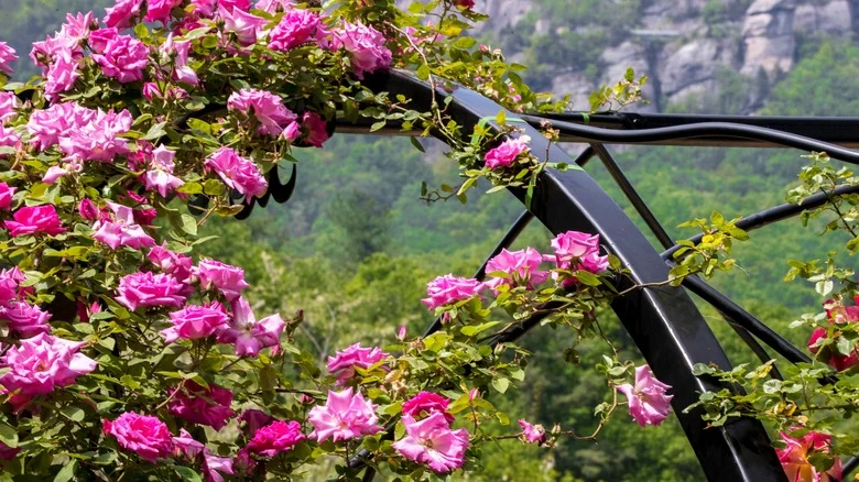 Easily Create A Garden Trellis Using A Few Closet Staples You Already Own