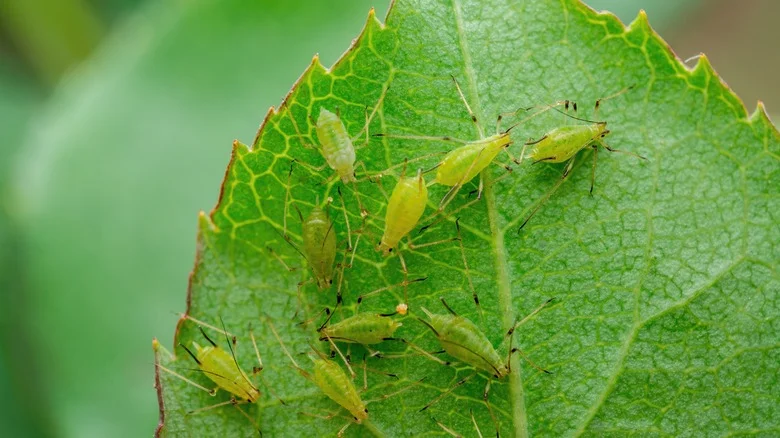 Easily Get Rid Of Pesky Aphids With This Brilliant Tip