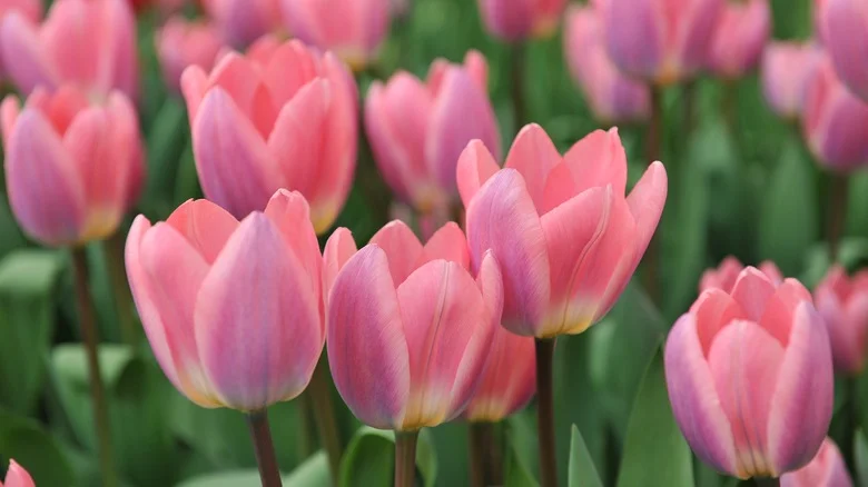 Easily Plant A Field Of Tulips With This $5 Handy Gadget