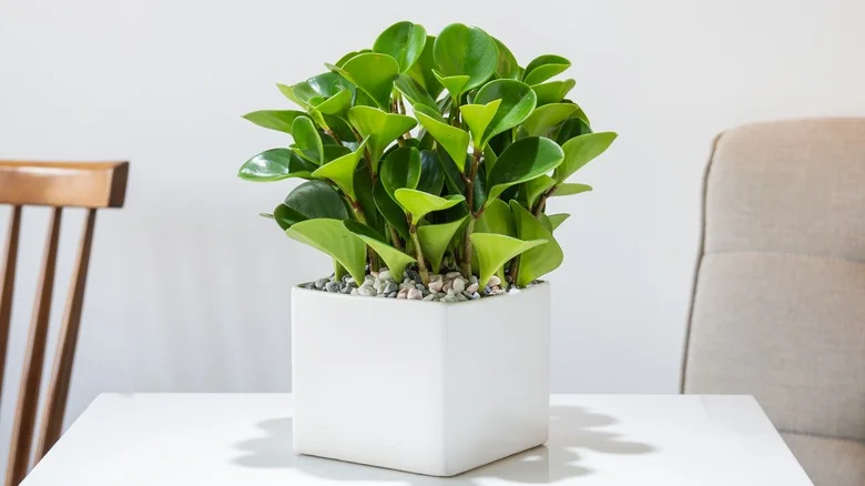 Easily Propagate A Healthy Peperomia In A Few Quick Steps