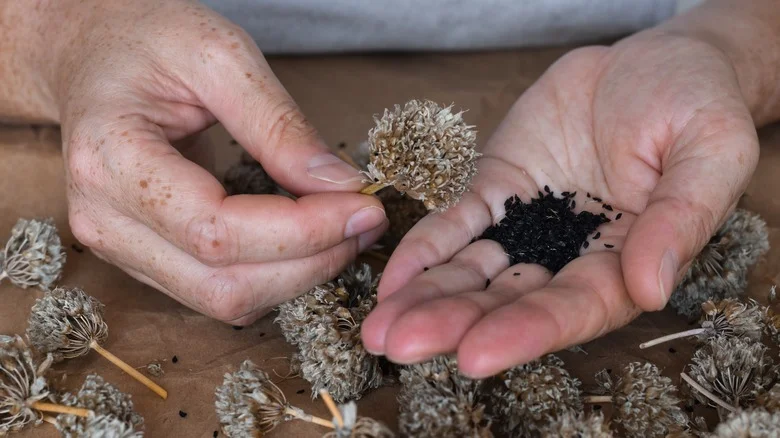Easily Save Seeds For Your Garden With This Pantyhose Hack