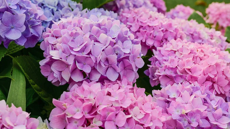 Easily Transplant Your Hydrangeas With The Help Of An Affordable Fabric