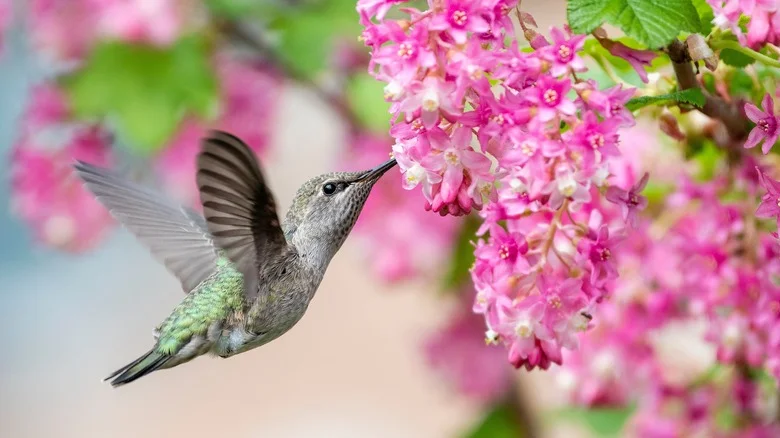 Easily Turn An Old Mason Jar Into A Budget-Friendly Hummingbird Feeder