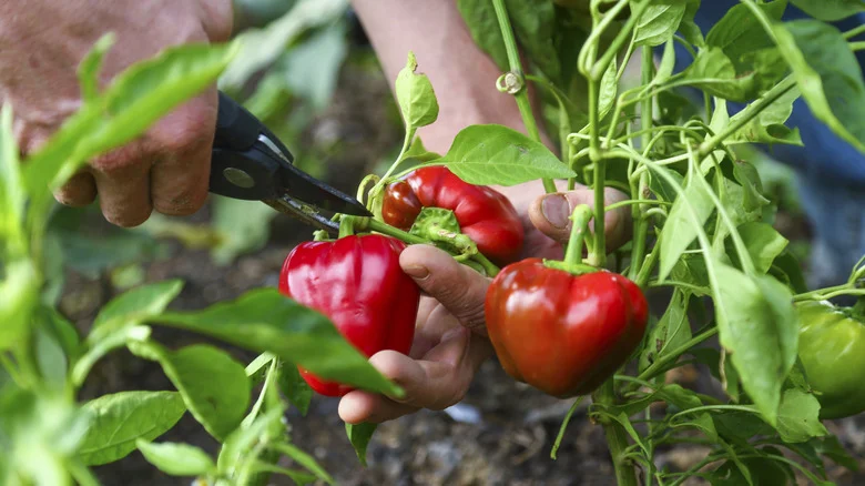 Easily Turn Your Store-Bought Produce Into A Flourishing Pepper Plant