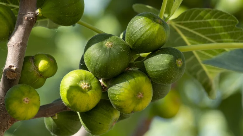 Easy And Helpful Tips To Successfully Propagate A Fig Tree