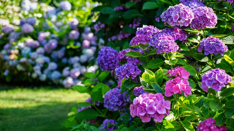 Easy Tips To Make Your Hydrangeas Turn Purple