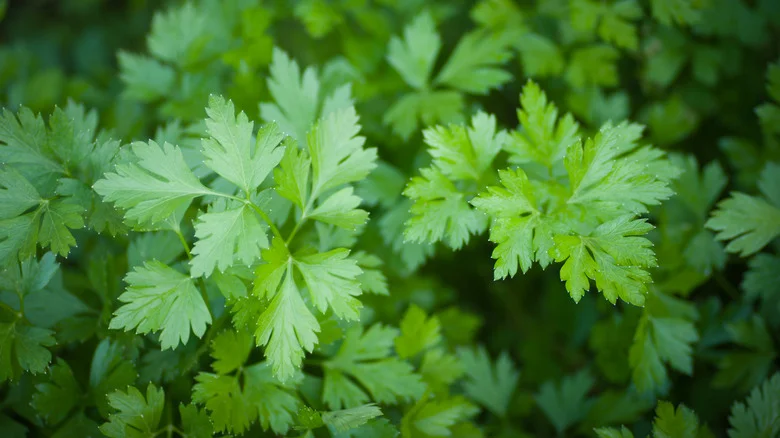 Easy Tips & Tricks To Prune Parsley For More Produce In Your Garden