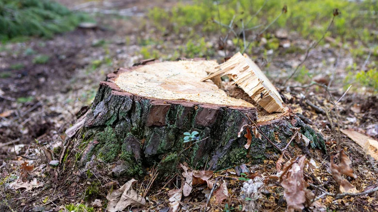 Effectively Kill A Tree Stump In Your Yard With A Clever Solution