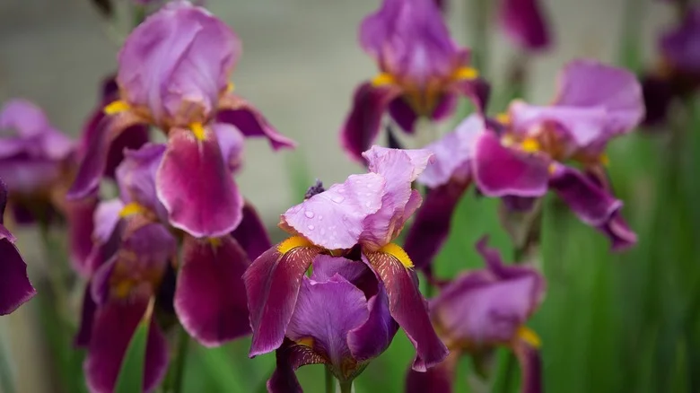Enchanting Spring-Flowering Perennials That’ll Keep Blooming Once Your Irises Fade