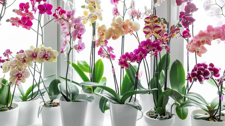 Encourage Orchids To Bloom With A Kitchen Scrap You’d Be Dumping Anyway