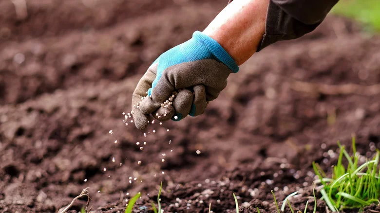 Ensure Your Grass Seed Sprouts With This Game-Changing Gardening Tool