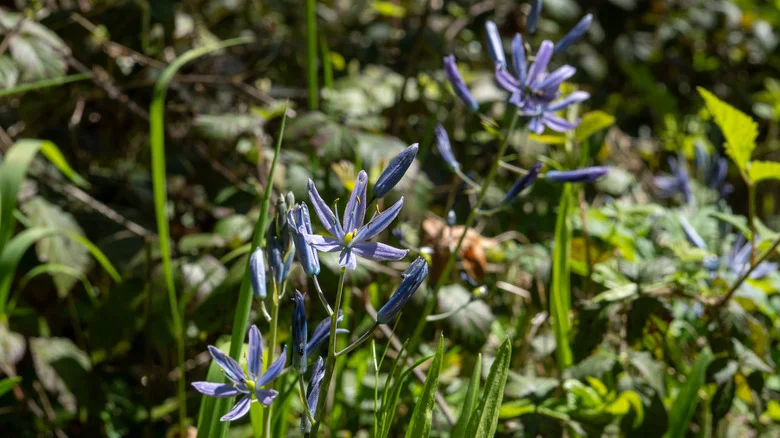 Ephemerals: The Little-Known Plant Type That Makes A Major Difference In Your Garden