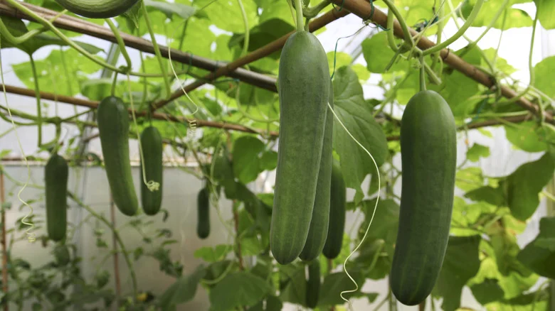 Essential Cucumber Plant Pruning Tips To Ensure Your Veggies Will Thrive