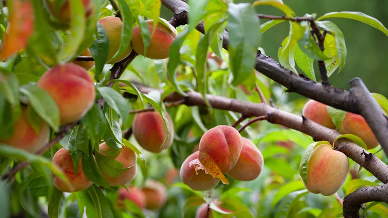 Essential Gardening Tips For Growing Healthy Peach Trees