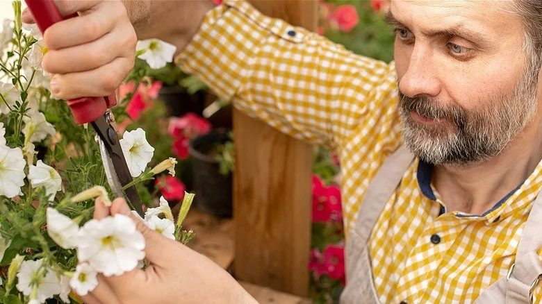 Essential Tips For Getting The Most Blooms Our Of Your Annuals