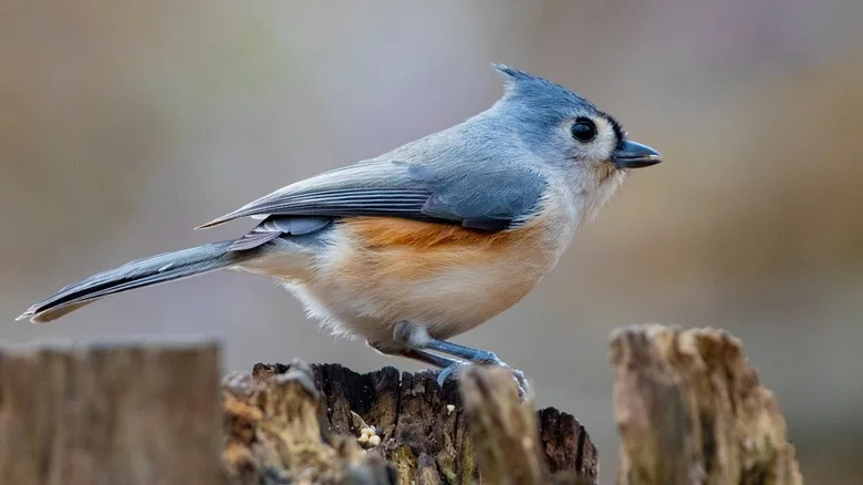 Essential Tips That’ll Have Tufted Titmouse Birds Flocking To Your Yard